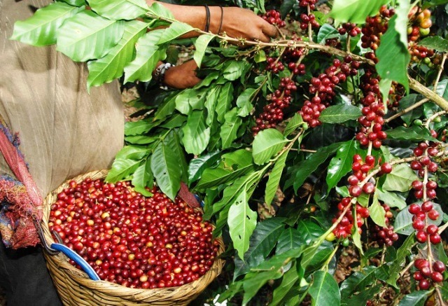 Urban Coffee Mexico Altura Superior Chiapas, 500 gr, single origin
